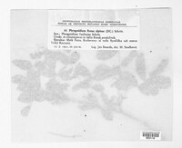 Phragmidium fusiforme image